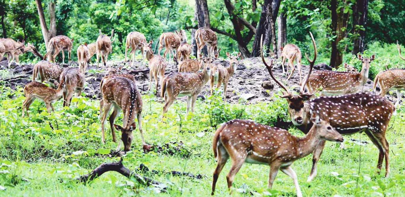 Bardiya Jungle Safari